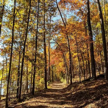 🥾 Hikerodose: Forest Bathing, Red Top Mountain